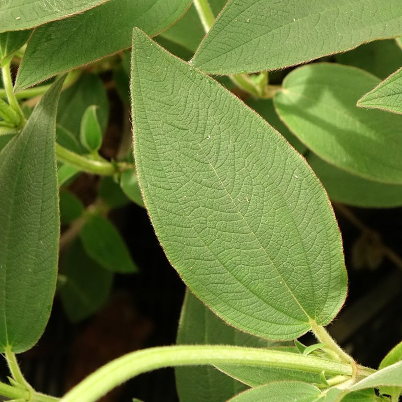 Tibouchina urvilleana Edwardsii - Tibouchine (Foliage)