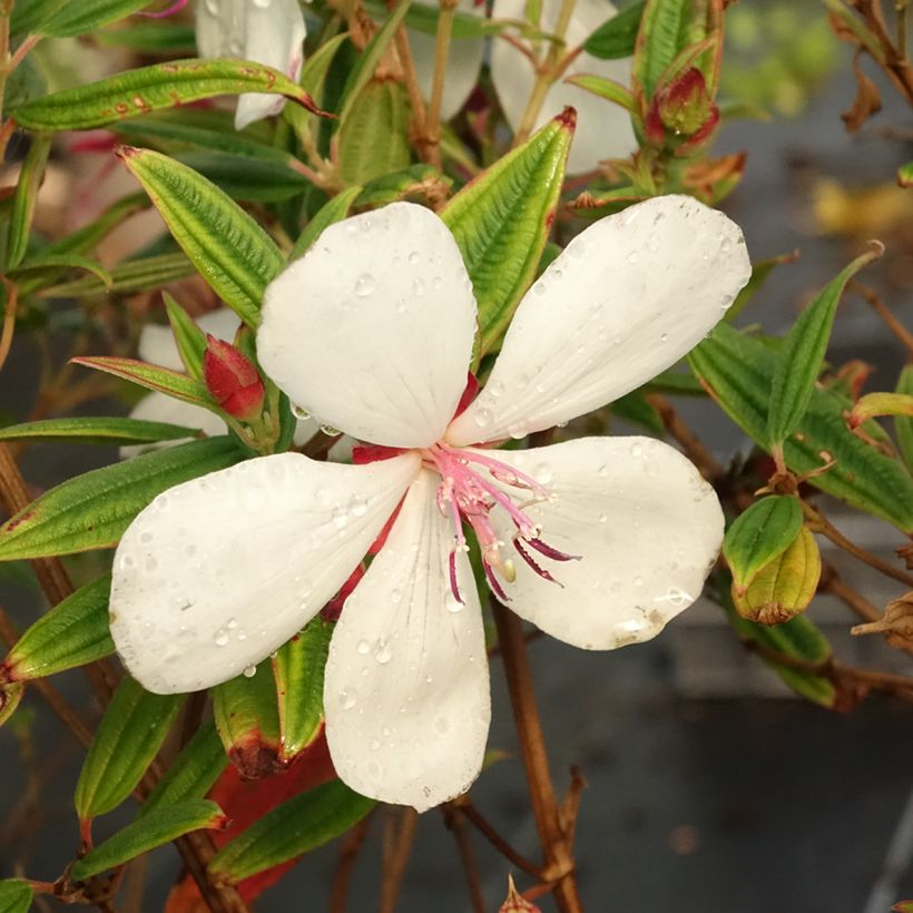 Tibouchina urvilleana Peace Baby - Tibouchine (Blüte)