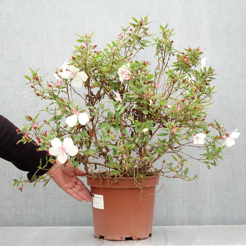 Exemplar von Tibouchina urvilleana Peace Baby - Tibouchine Topf mit 7,5L/10L wie im Herbst geliefert