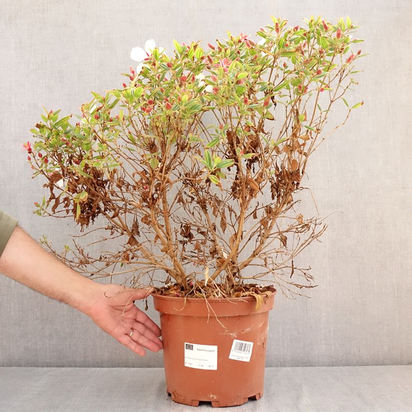 Exemplar von Tibouchina urvilleana Peace Baby - Tibouchine Topf mit 7,5L/10L wie im Sommer geliefert