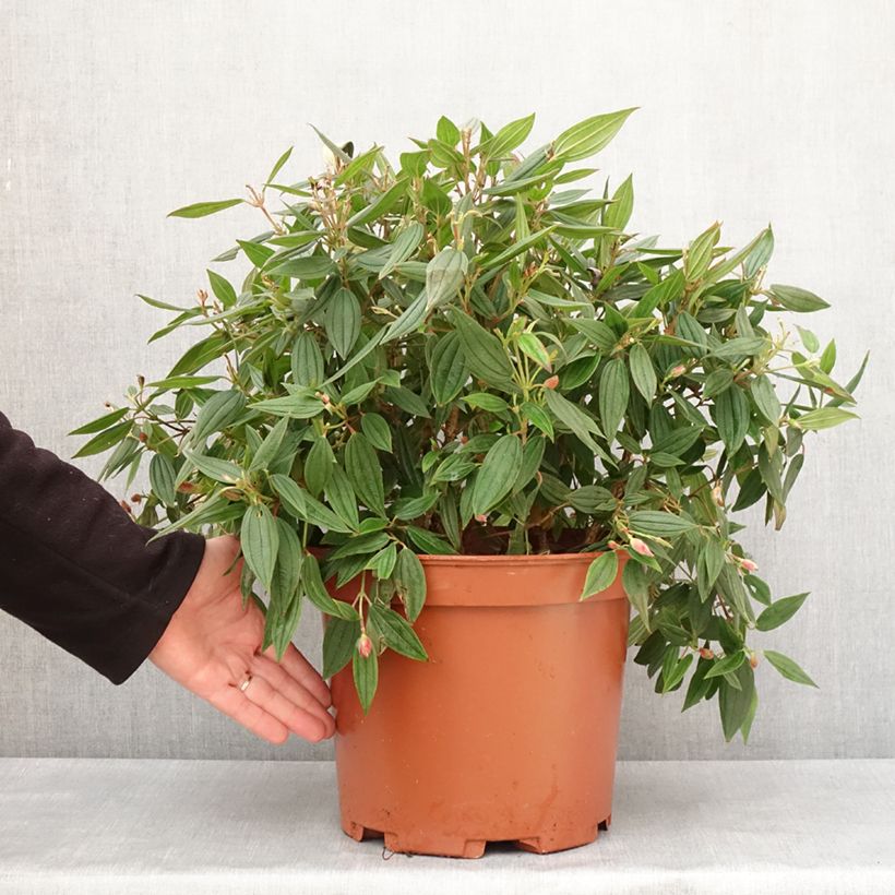 Example of Tibouchina urvilleana Peace Baby - Tibouchine Topf mit 7,5L/10L as you get in hiver
