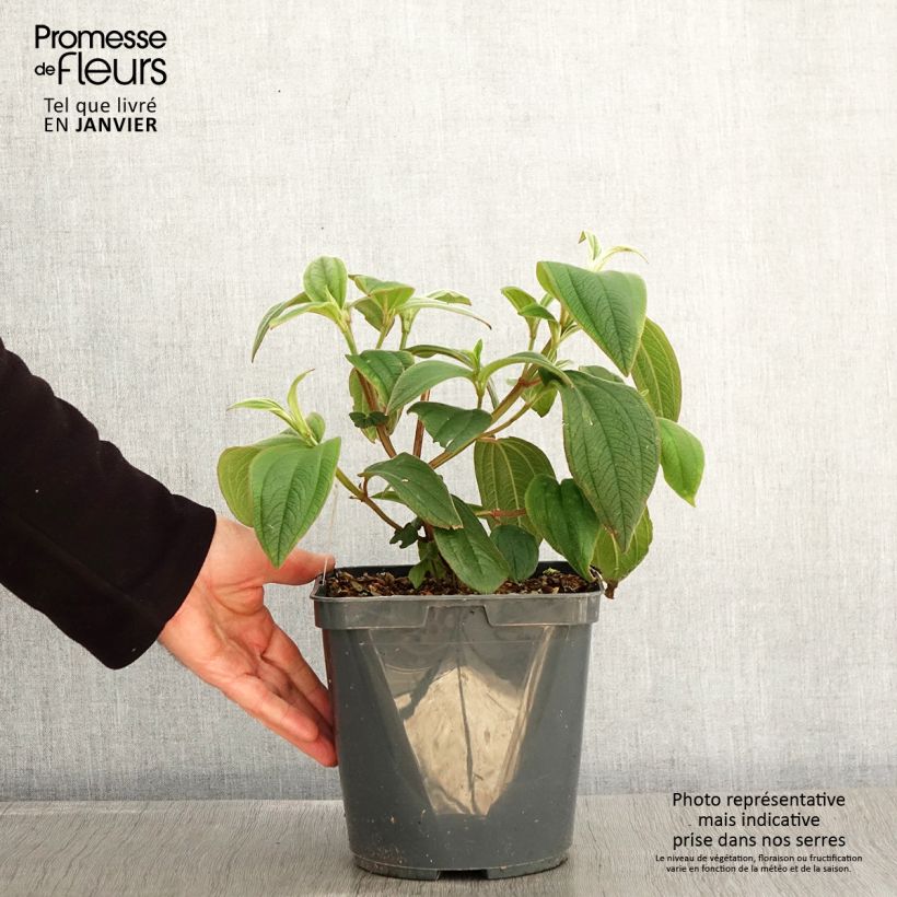 Exemplar von Tibouchina urvilleana - Tibouchine Topf mit 4L/5L wie im Winter geliefert