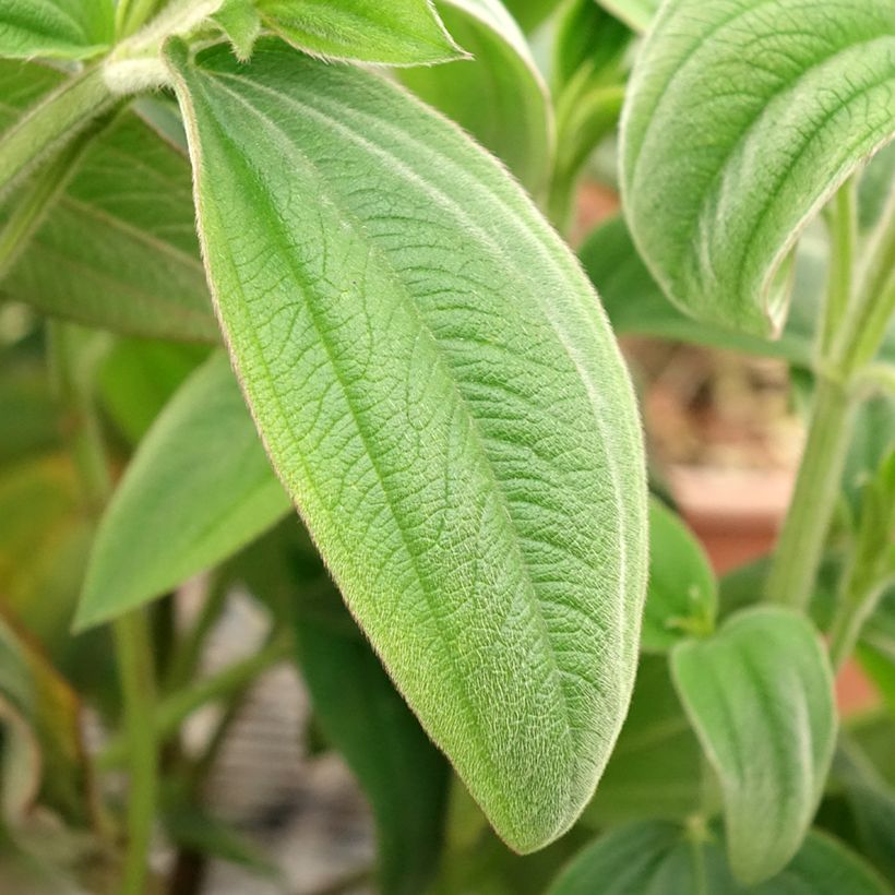 Tibouchina urvilleana - Tibouchine (Foliage)