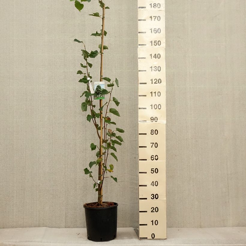 Example of Winter-Linde Greenspire - Tilia cordata Topf mit 7,5L/10L as you get in automne