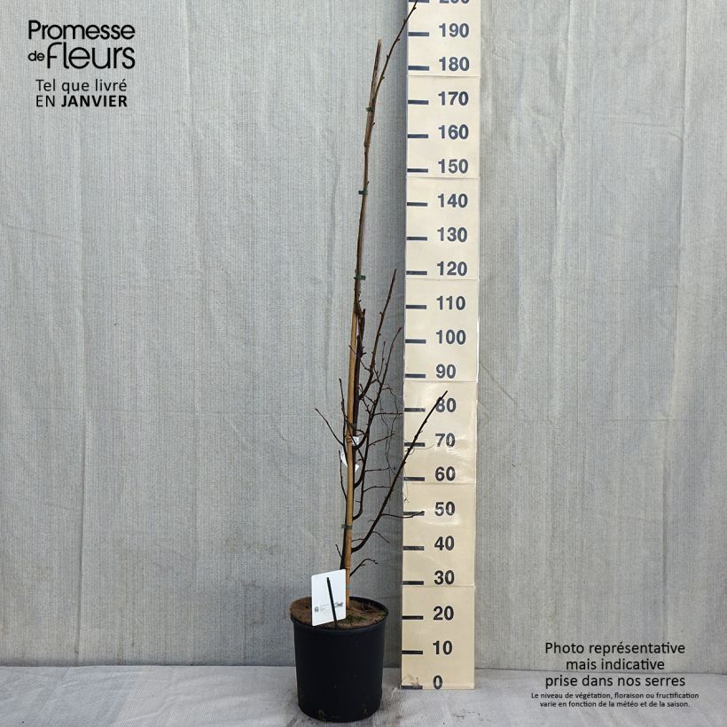 Exemplar von Winter-Linde Greenspire - Tilia cordata Topf mit 7,5L/10L wie im Winter geliefert