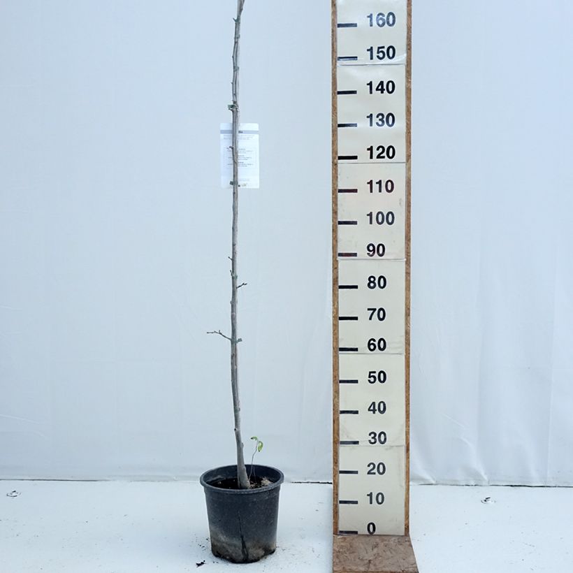 Exemplar von Winter-Linde - Tilia cordata Topf mit 7,5L/10L wie im Winter geliefert