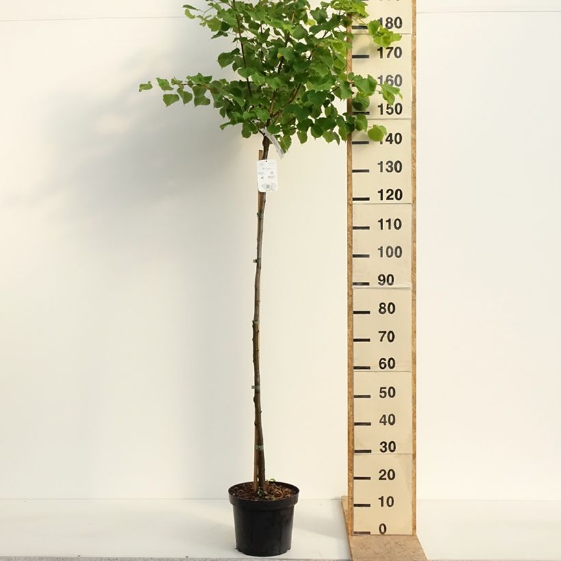 Exemplar von Winter-Linde Winter Orange - Tilia cordata Topf mit 7,5L/10L, Stamm wie im Frühjahr geliefert