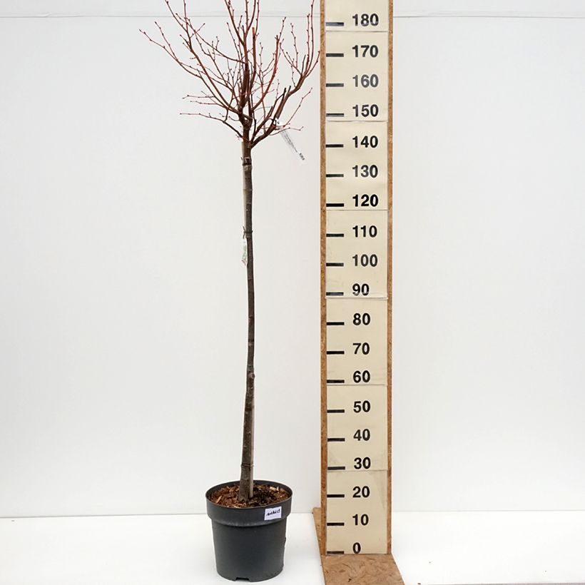 Exemplar von Winter-Linde Winter Orange - Tilia cordata Topf mit 7,5L/10L, Stamm wie im Herbst geliefert
