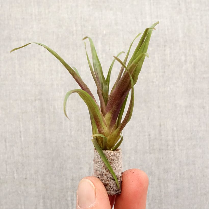 Example of Tillandsia Andreas - Luftpflanze Mini-plante as you get in printemps