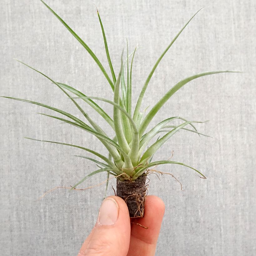 Example of Tillandsia Mizuki - Luftpflanze Mini-plante as you get in printemps