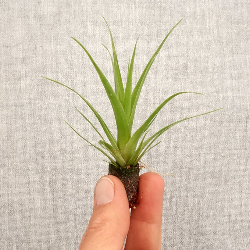 Example of Tillandsia Naomi - Luftpflanze Mini-plante as you get in printemps