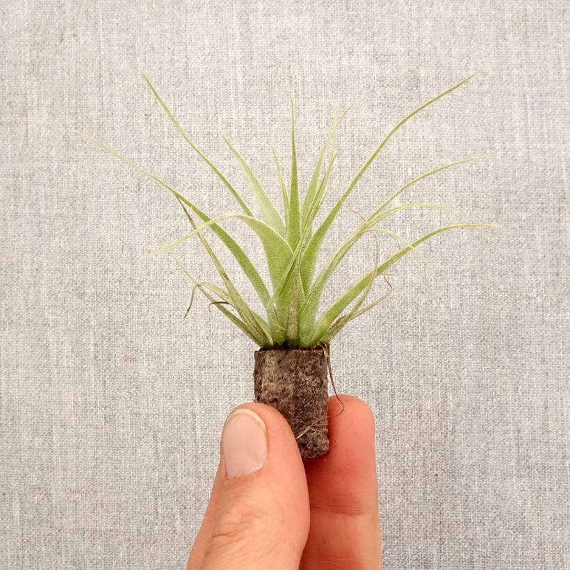 Example of Tillandsia Samantha - Luftpflanze Mini-plante as you get in printemps