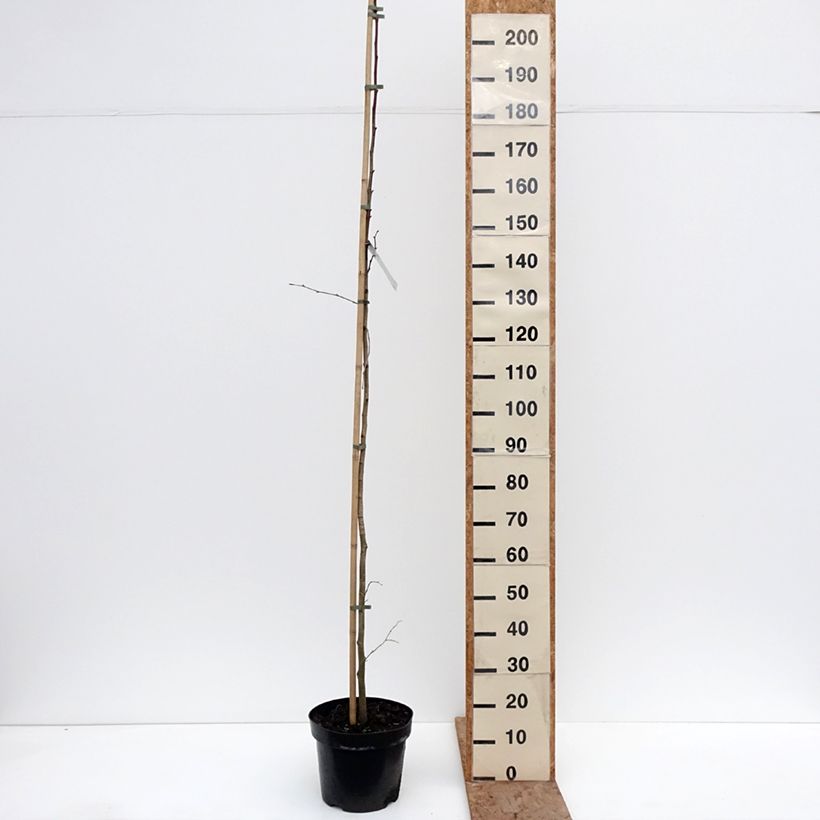 Exemplar von Sommer-Linde Laciniata - Tilia platyphyllos Topf mit 7,5L/10L wie im Winter geliefert