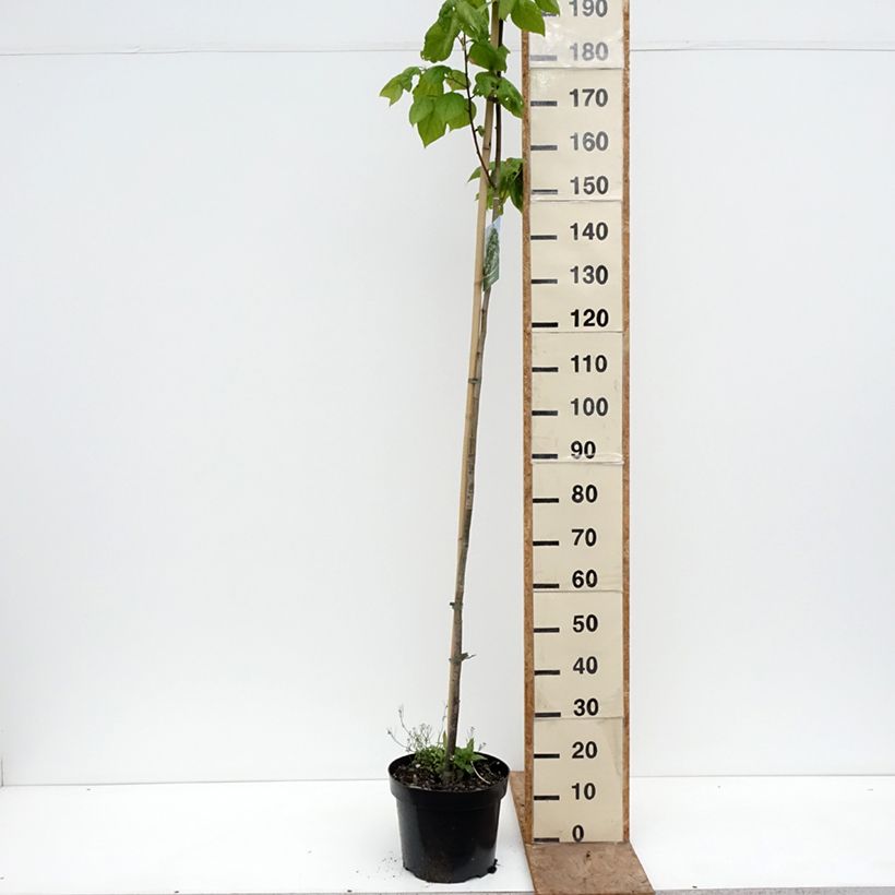 Exemplar von Sommer-Linde Laciniata - Tilia platyphyllos Topf mit 7,5L/10L wie im Frühjahr geliefert