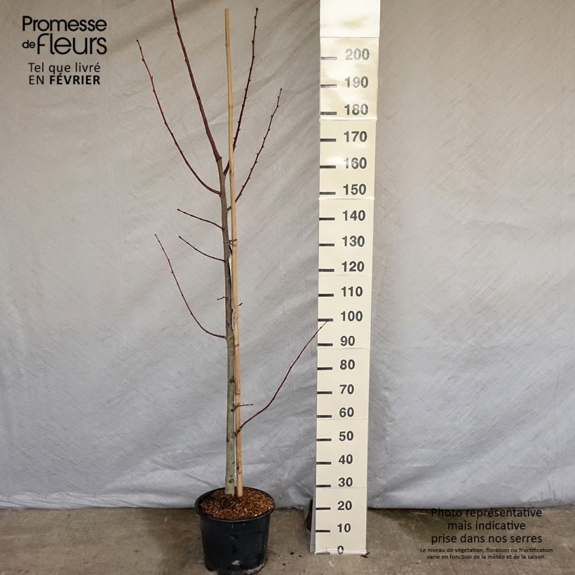 Exemplar von Sommer-Linde Rubra - Tilia platyphyllos Topf mit 12L/15L wie im Winter geliefert