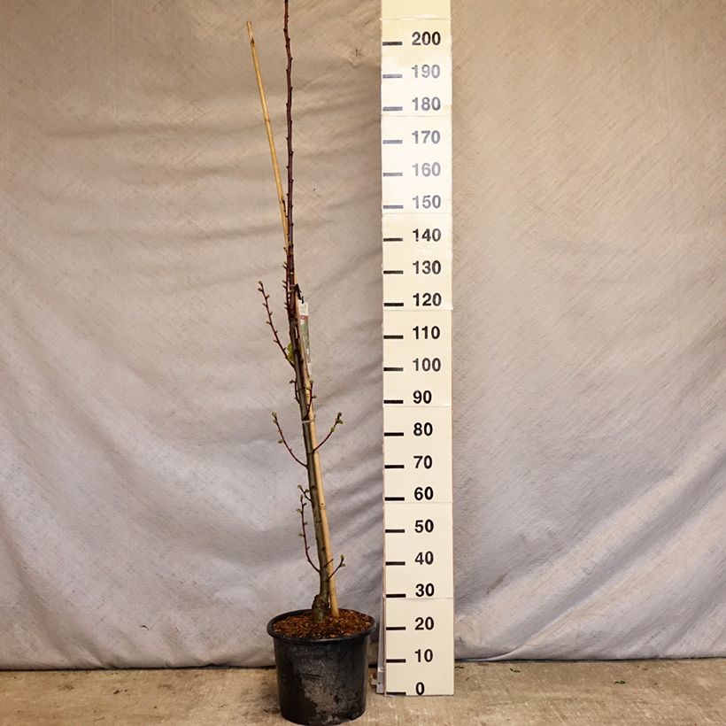 Exemplar von Sommer-Linde Rubra - Tilia platyphyllos Topf mit 12L/15L, Stämmchen wie im Frühjahr geliefert