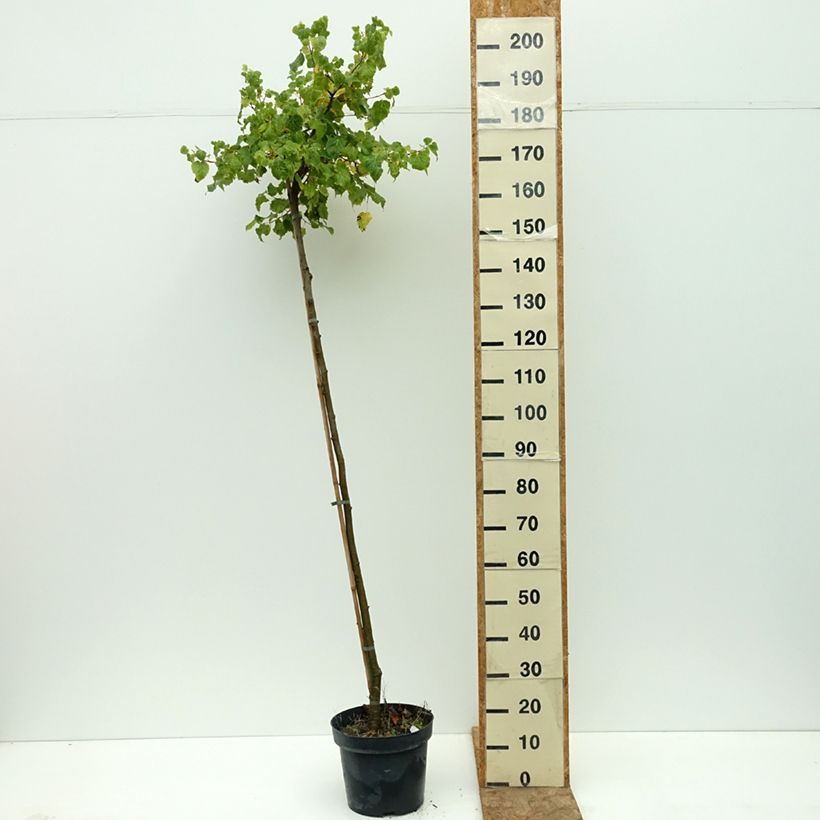 Exemplar von Winter-Linde Simone - Tilia cordata Topf mit 7,5L/10L, Stamm wie im Sommer geliefert