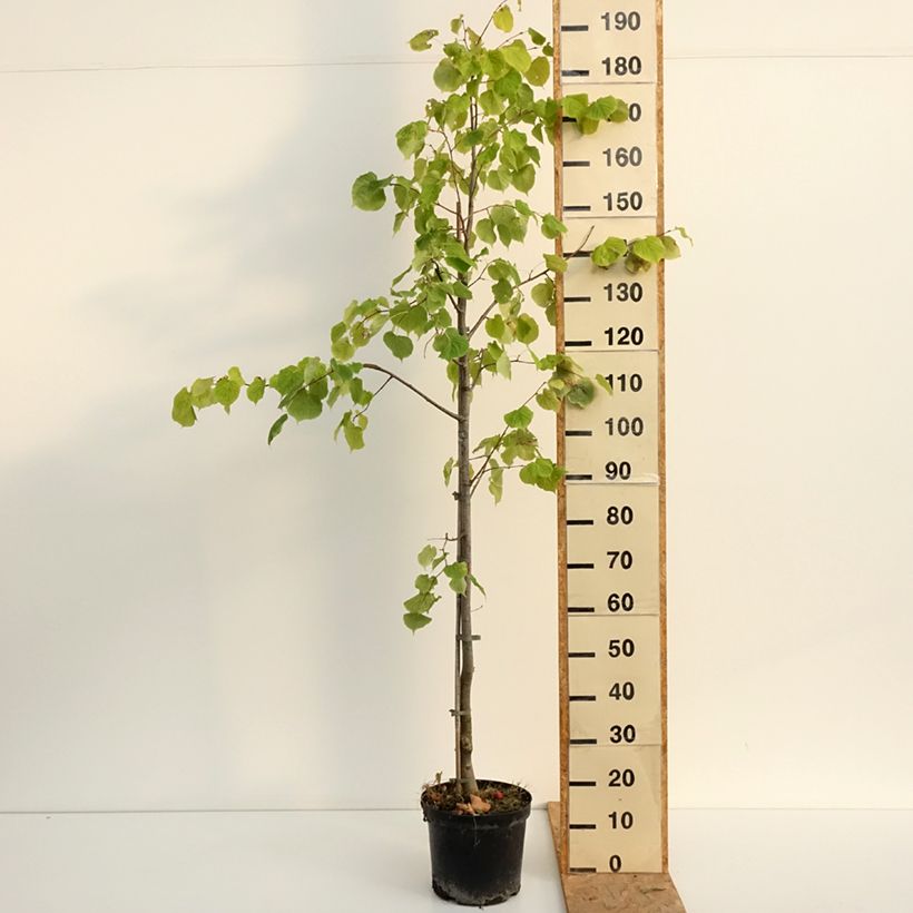 Exemplar von Winter-Linde Swedish Upright - Tilia cordata Topf mit 7,5L/10L wie im Sommer geliefert