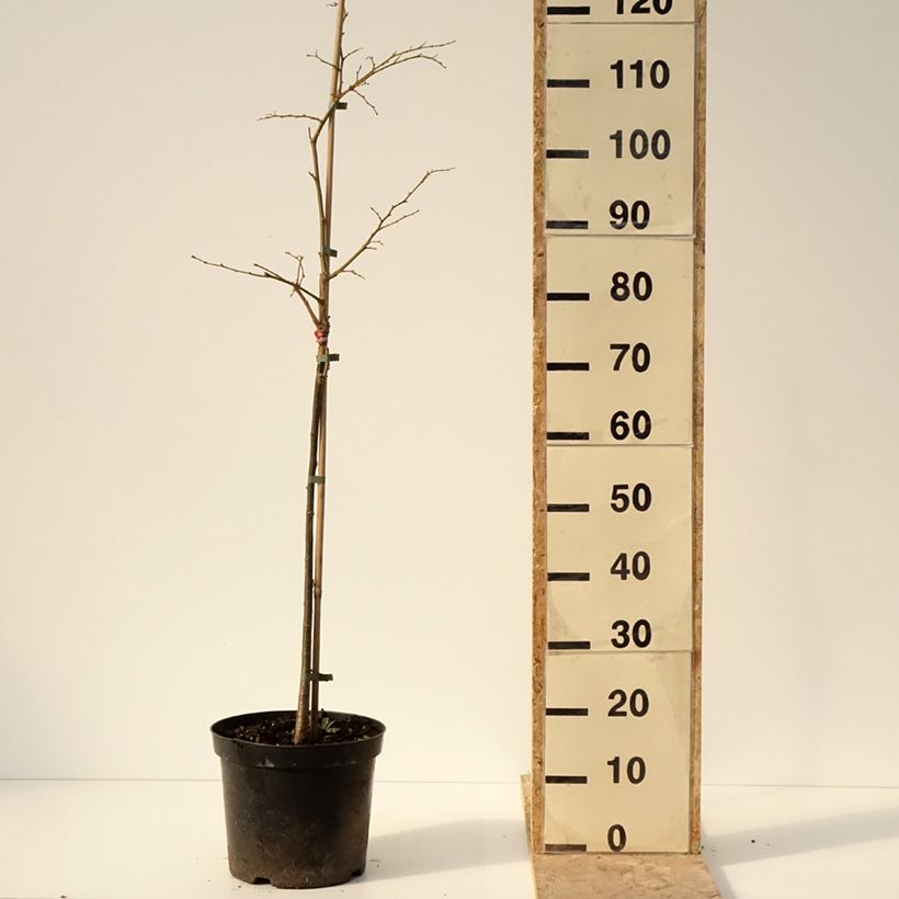 Exemplar von Winter-Linde Swedish Upright - Tilia cordata Topf mit 7,5L/10L wie im Winter geliefert