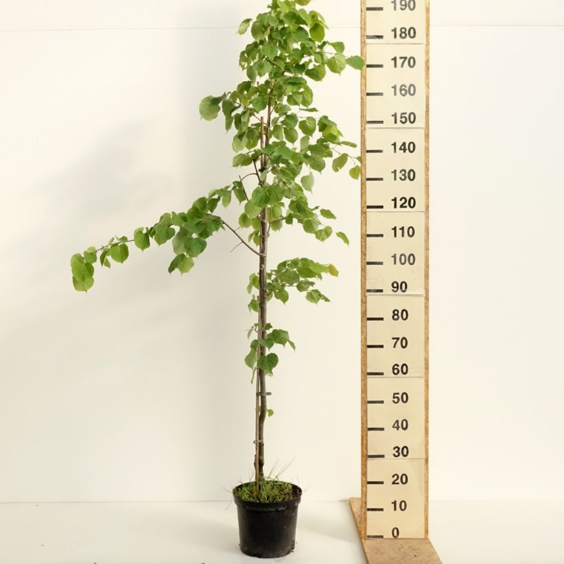 Exemplar von Winter-Linde Swedish Upright - Tilia cordata Topf mit 7,5L/10L wie im Frühjahr geliefert