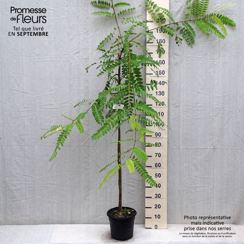 Example of Tipuana tipu - Tipubaum Topf mit 7,5L/10L as you get in automne