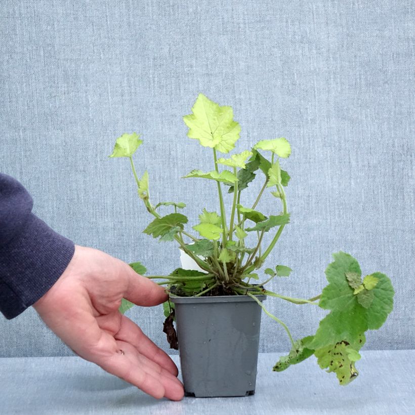 Exemplar von Tolmiea menziesii Cool Gold - Lebendblatt Kleine Töpfe von 8/9 cm wie im Frühjahr geliefert