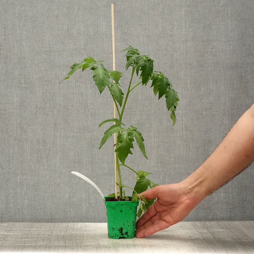 Example of Tomate Rose Crush (Veredelte Tomate) Topf 10 cm/11cm as you get in printemps