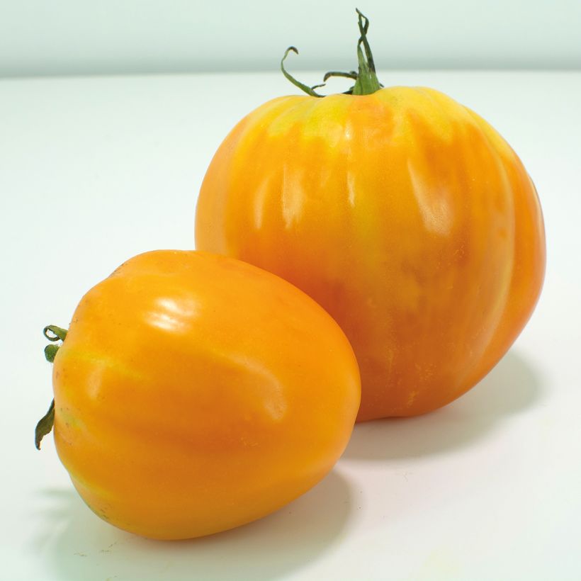 Tomate Ochsenherz Orange (Veredelte Tomate) (Ernte)