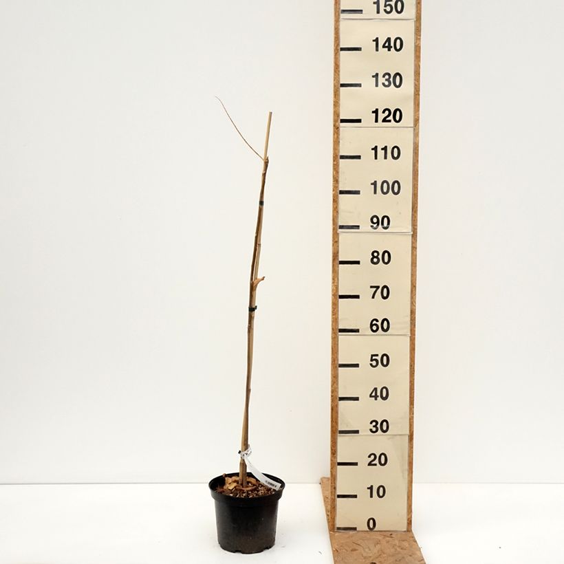 Exemplar von Toona sinensis - Chinesischer Surenbaum Topf mit 3L/4L wie im Herbst geliefert