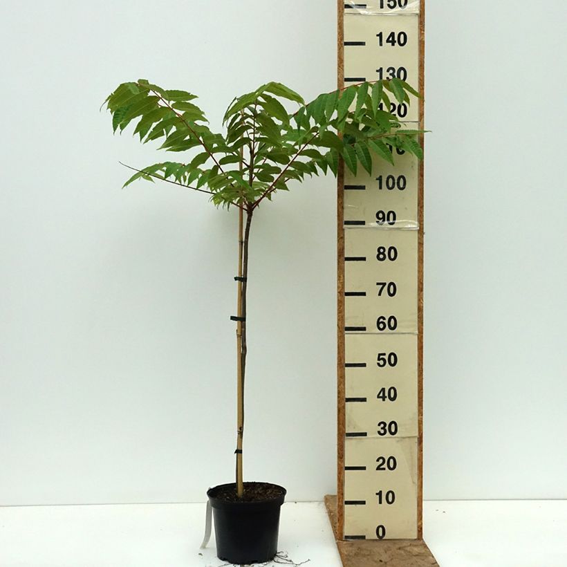 Exemplar von Toona sinensis - Chinesischer Surenbaum Topf mit 3L/4L wie im Frühjahr geliefert