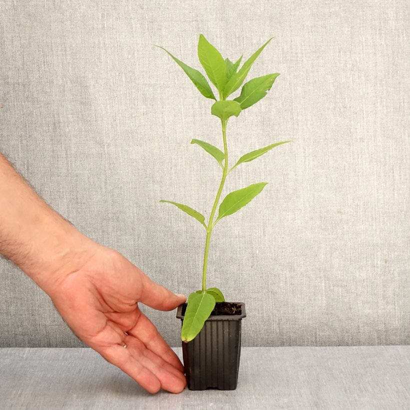 Exemplar von Topinambur Fuseau Culinaire - Helianthus tuberosus Kleine Töpfe von 7/8 cm wie im Herbst geliefert