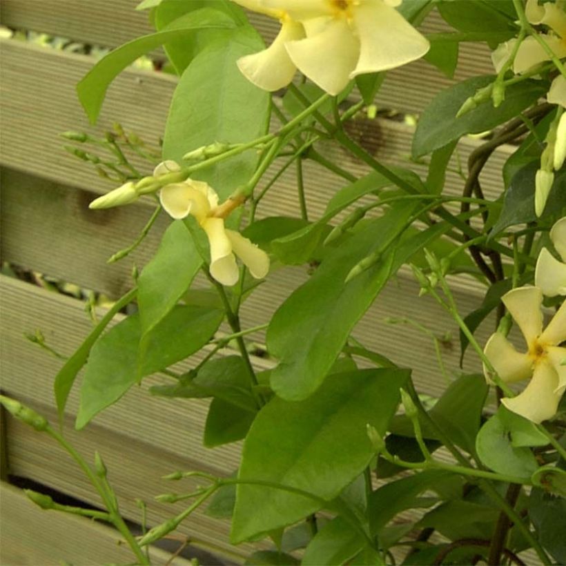 Gelber Sternjasmin - Trachelospermum asiaticum (Foliage)