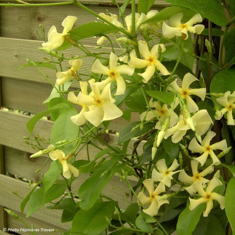 Gelber Sternjasmin - Trachelospermum asiaticum (Plant habit)
