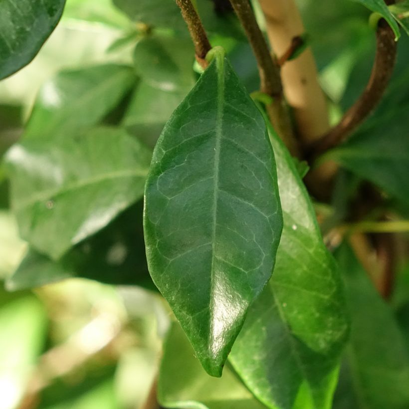 Gelber Sternjasmin Chili & Vanilla Livano - Trachelospermum (Foliage)