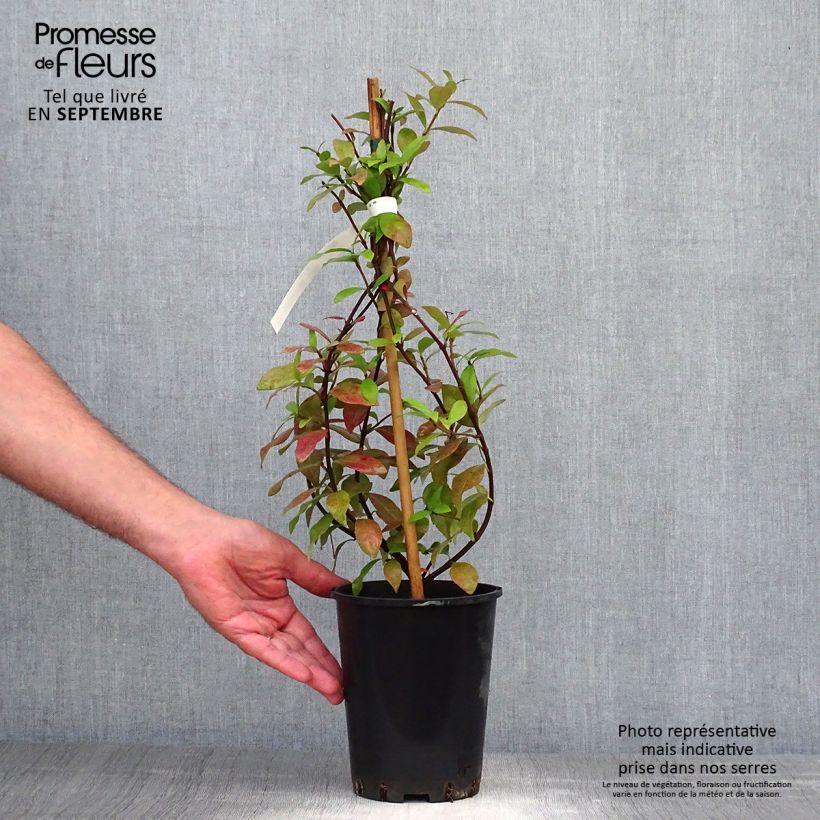 Example of Gelber Sternjasmin - Trachelospermum asiaticum Topf mit 2L/3L as you get in automne