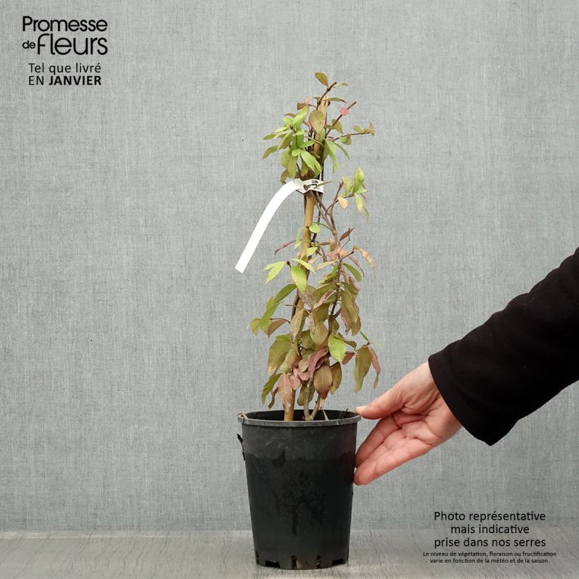 Exemplar von Gelber Sternjasmin - Trachelospermum asiaticum Topf mit 2L/3L wie im Winter geliefert