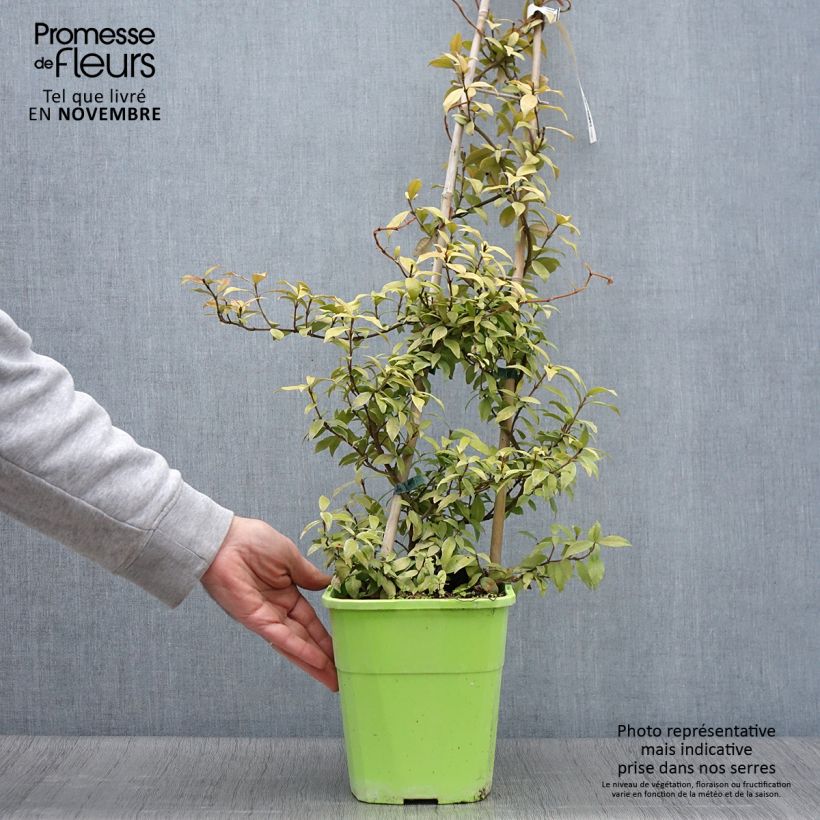 Example of Sternjasmin Golden Memories - Trachelospermum Topf mit 3L/4L as you get in automne