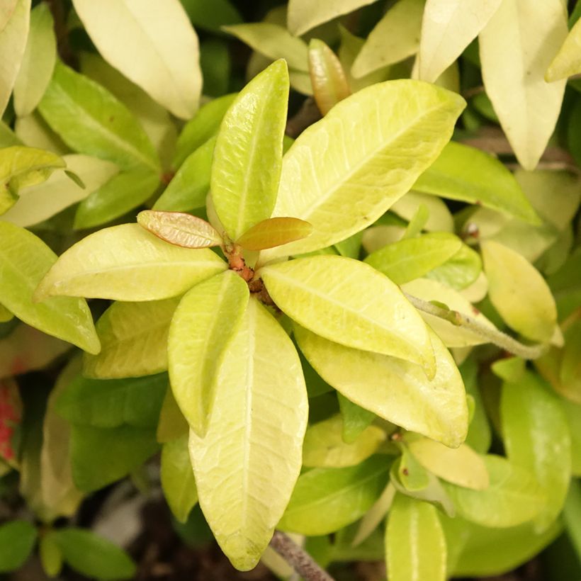 Sternjasmin Golden Memories - Trachelospermum (Foliage)
