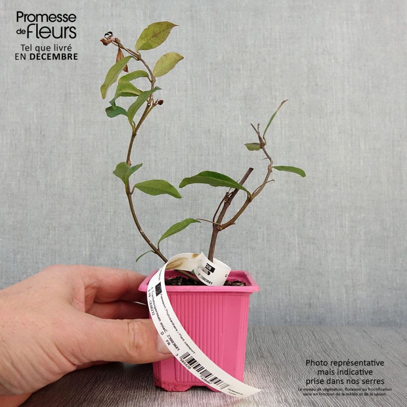 Example of Gelber Sternjasmin Pink Showers - Trachelospermum Kleine Töpfe von 8/9 cm as you get in automne