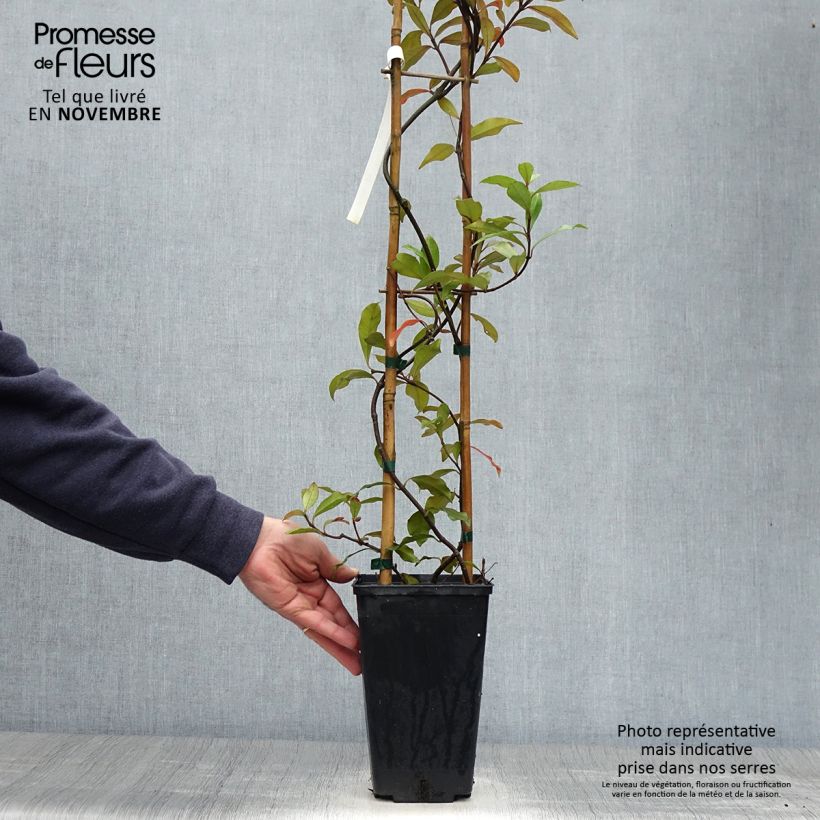 Example of Gelber Sternjasmin Pink Showers - Trachelospermum Topf mit 2L/3L as you get in automne