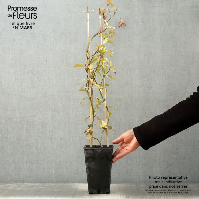 Exemplar von Gelber Sternjasmin Pink Showers - Trachelospermum Topf mit 2L/3L wie im Frühjahr geliefert