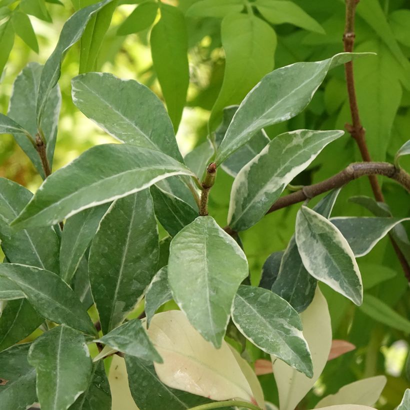 Gelber Sternjasmin Star of Milano - Trachelospermum (Foliage)