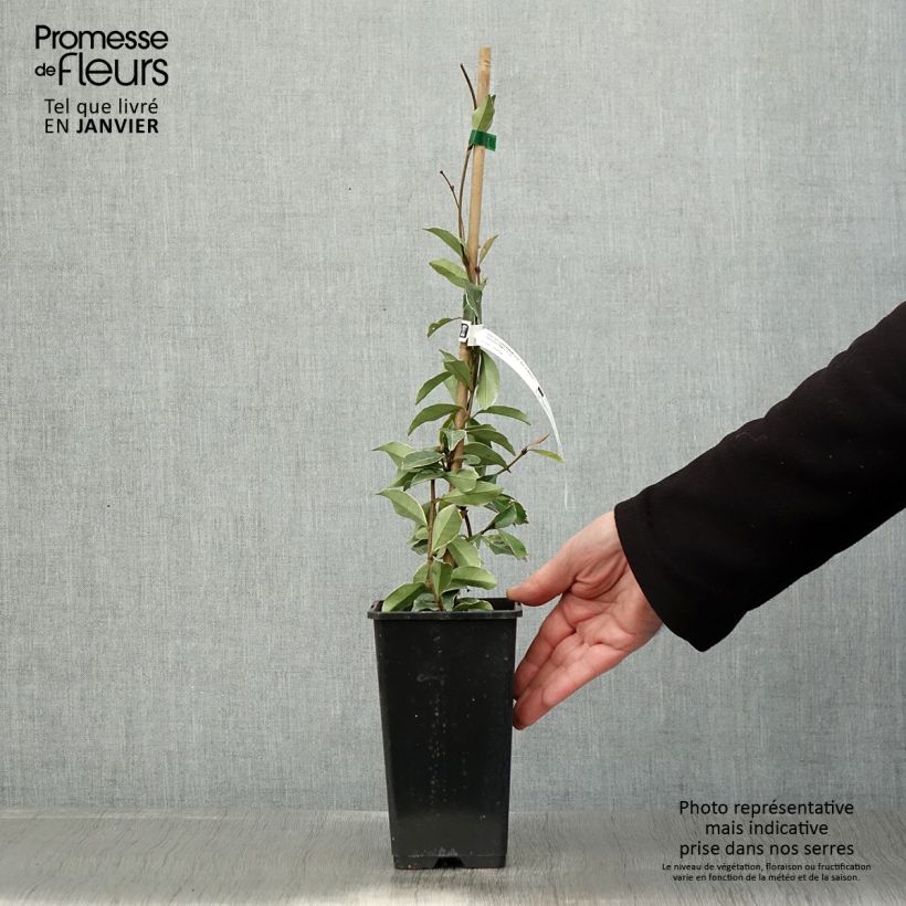 Exemplar von Gelber Sternjasmin Star of Milano - Trachelospermum Topf mit 1,5L/2L wie im Winter geliefert