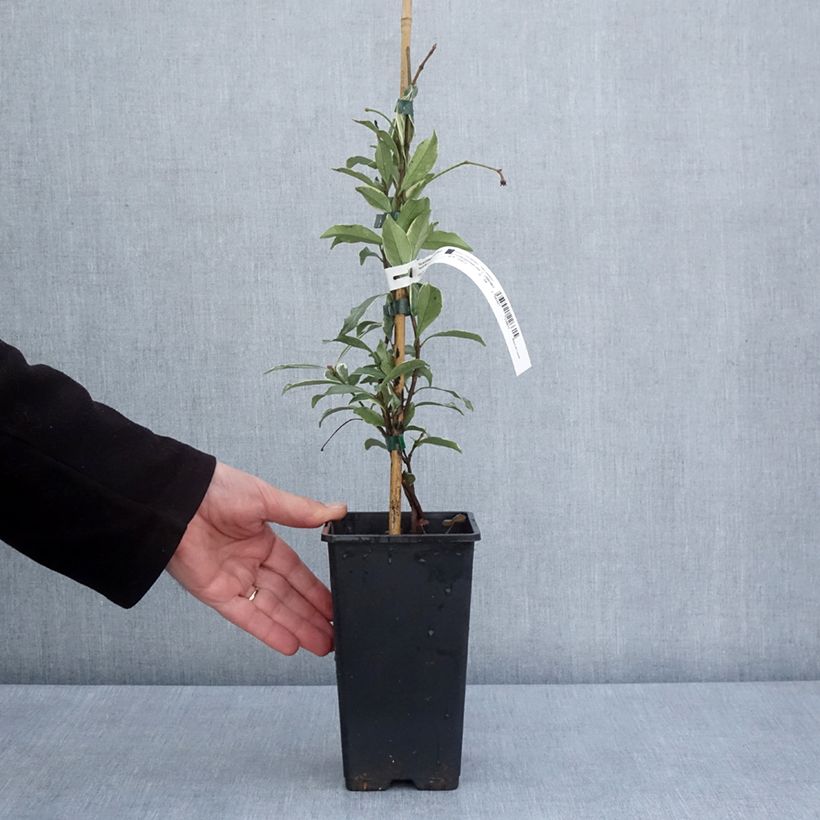 Exemplar von Gelber Sternjasmin Star of Milano - Trachelospermum Topf mit 1,5L/2L wie im Frühjahr geliefert