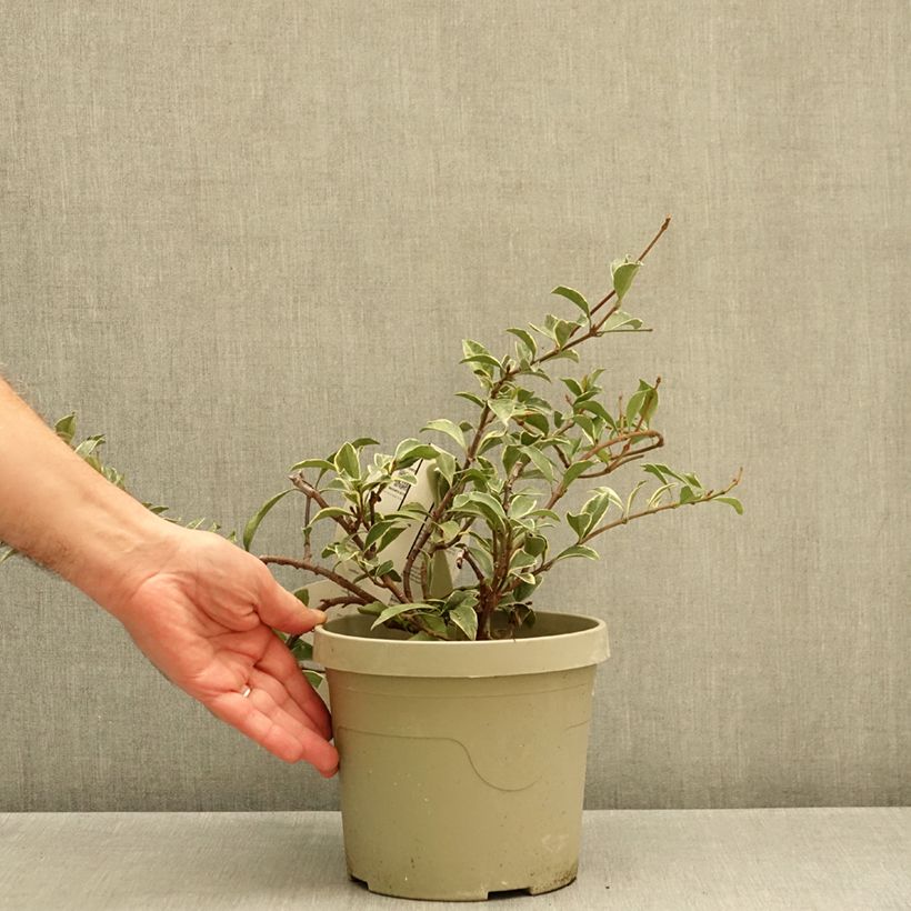 Exemplar von Gelber Sternjasmin Star of Milano - Trachelospermum Topf mit 3L/4L wie im Herbst geliefert