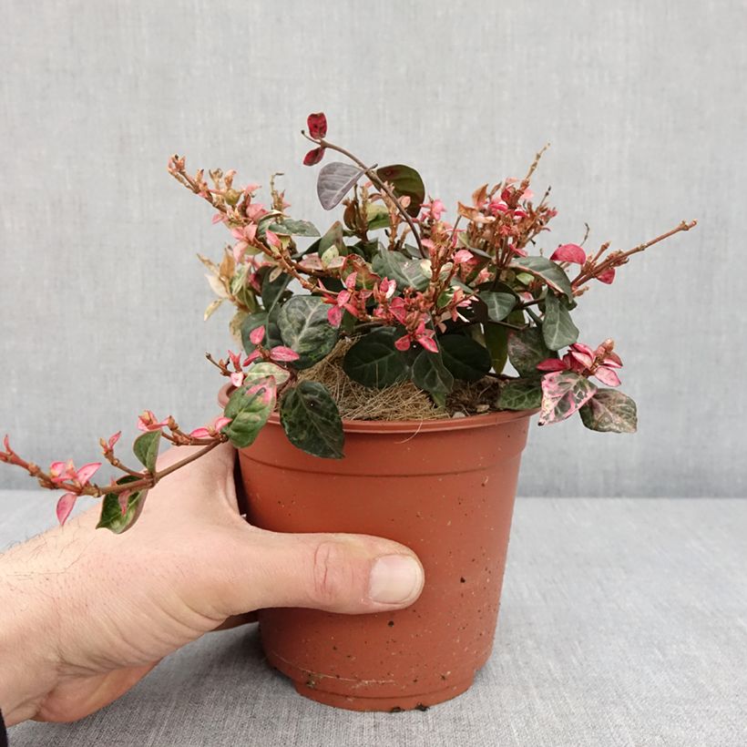 Example of Gelber Sternjasmin Tricolor - Trachelospermum Topf mit 1,5L/2L as you get in hiver