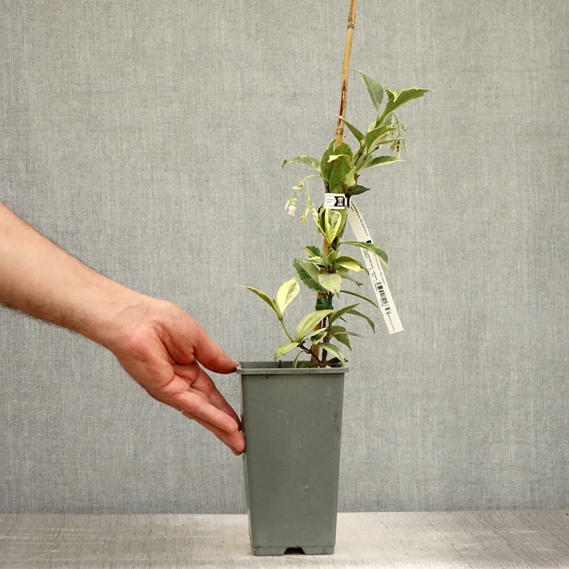 Example of Sternjasmin Sun Lover - Trachelospermum Topf mit 1,5L/2L as you get in ete