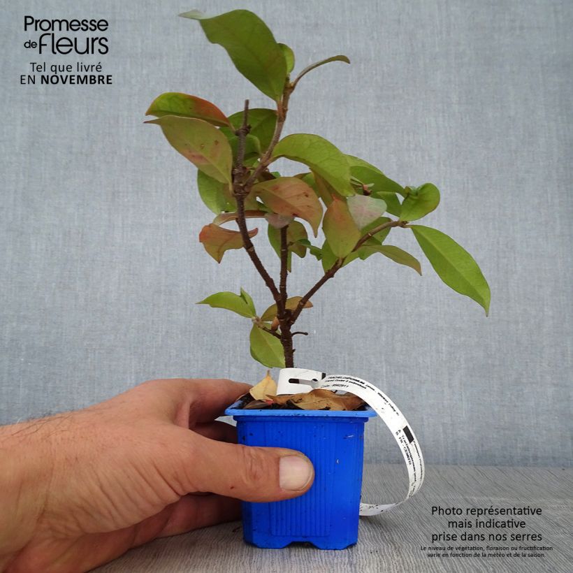 Example of Sternjasmin Winter Ruby 'Trared - Trachelospermum Kleine Töpfe von 8/9 cm as you get in automne