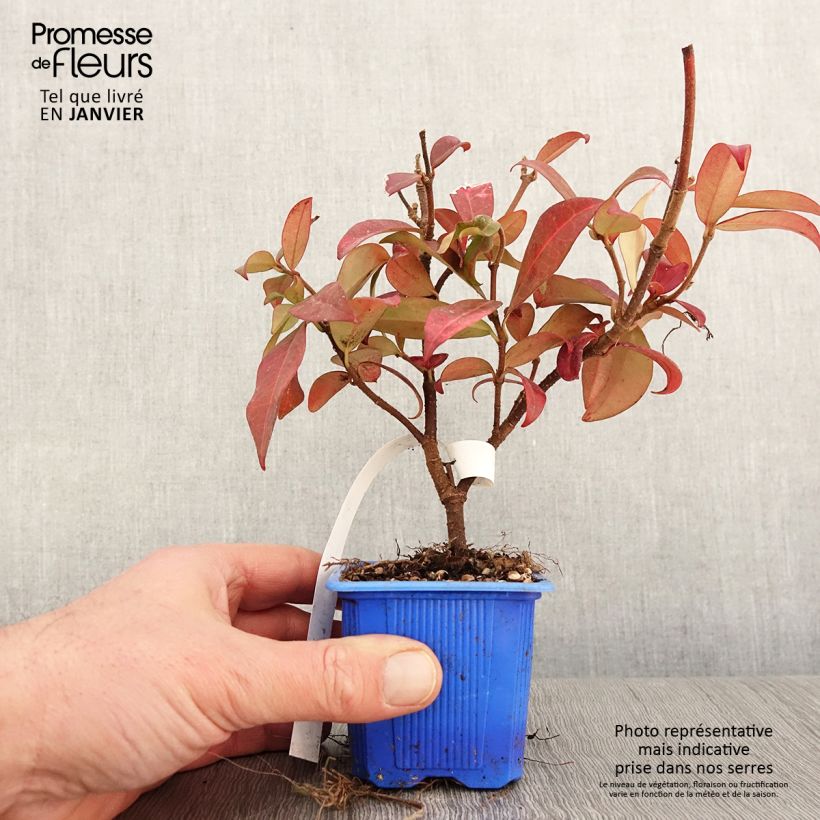 Exemplar von Sternjasmin Winter Ruby 'Trared - Trachelospermum Kleine Töpfe von 8/9 cm wie im Winter geliefert