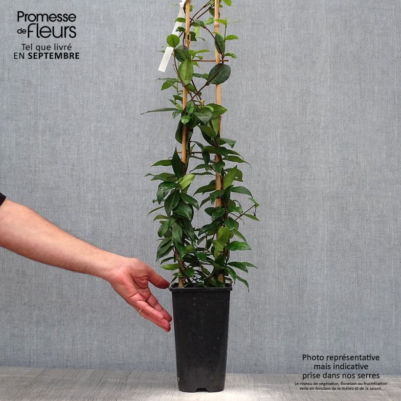 Example of Sternjasmin Winter Ruby 'Trared - Trachelospermum Topf mit 2L/3L as you get in automne